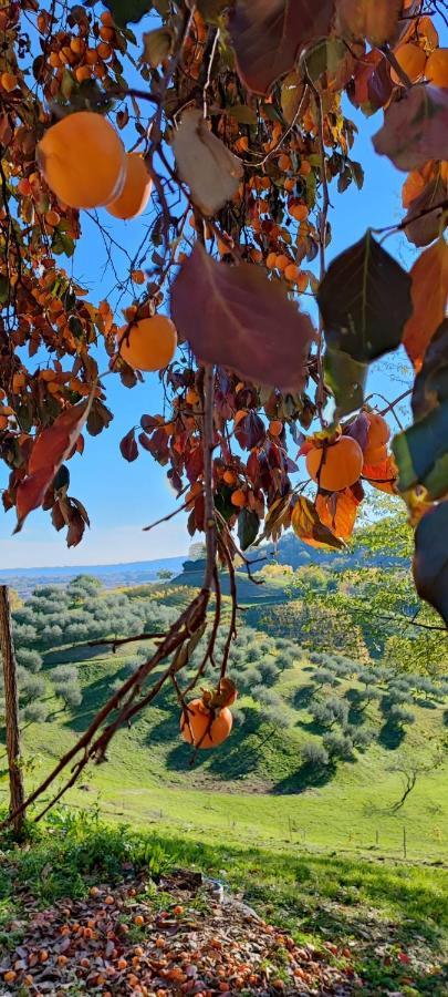 Terrazza San Vettore Camere Con Colazione, Relax In Collina Con Vista Sui Vigneti Docg Asolo Maser Dış mekan fotoğraf